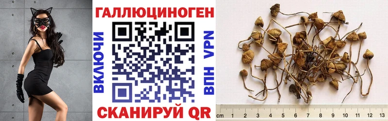 где можно купить наркотик  Серафимович  darknet формула  Псилоцибиновые грибы мухоморы 